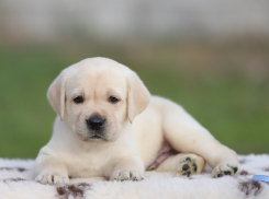 Телефонные мошенники устроили камышанину спектакль «покупка щенка лабрадора»