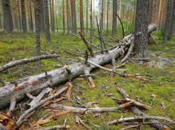 Камышанам разрешили бесплатный сбор валежника