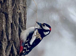 Мартовские морозы задержались в Камышине