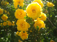 Синоптики видят сегодняшнее воскресенье, 5 июня, в Камышине с новым сильным дождем