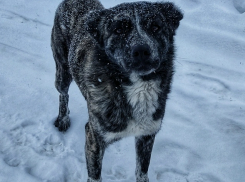 «Интеллигентный» пес, живущий на улице, разволновал сердца камышан