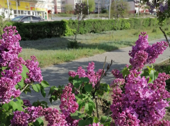 В Камышине на Сиреневом бульваре распустились грозди с лепестками - «пропеллерами»