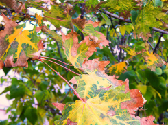 15-летняя девочка пошла покормить кур и упала замертво