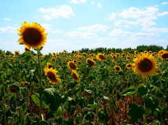 На полях Камышинского района «убирают семечку»: урожай подсолнечника около 11 центнеров с гектара