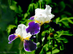 Западный ветер на несколько градусов понизит летнюю температуру в Камышине