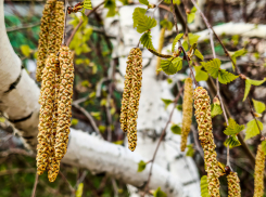 В Камышине сегодня, 14 апреля, обойдется без дождя, но гроза на подходе