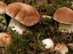 В отравлениях жителей Волгоградской области «обвиняются» маслята, грузди, подосиновики и даже белые грибы