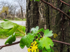 В Камышине 30 апреля началось с дождя: погодный прогноз на Первомай