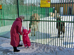 В Камышине посетители мини-зоосада продолжают кормить животных чем попало, а ведь недавно от отравления погибли прекрасные лебеди, - камышанка