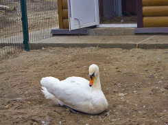 Зоосад городского парка в Камышине вышел на прогулку