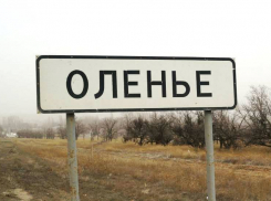 В селе Оленье грузовик «Вольво», следовавший со стороны Камышина, врезался в легковушку, женщина-водитель обратилась в больницу