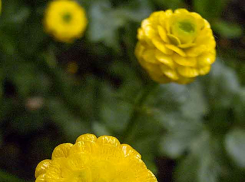 Несостоявшаяся гроза и +32 - такой метеорологи видят наступающую среду 10 июня