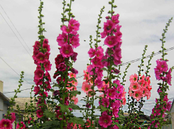 В Камышине среда 20 июля будет солнечной и ясной, но на подходе полоса дождей