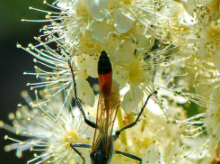 Дожди и грозы предсказали синоптики камышанам сегодня и завтра