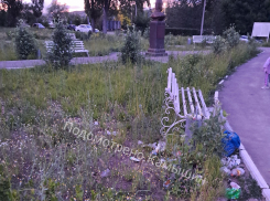 В Камышине сквер Александра Невского на 3-м городке зарастает сорняками, - камышанка