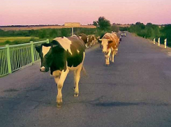 Утверждено обвинительное заключение по уголовному делу о получении взяток ветврачом и ветфельдшером в Камышинском районе