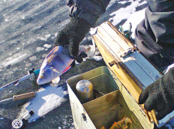 Служба МЧС сообщила рыбакам о 18-сантиметровом ледовом покрове в акватории Камышина