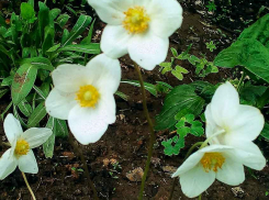 Метеорологи переквалифицировали ливни в Камышине в дожди средней силы