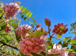 В Камышине пленяет эстетов бал розовой акации