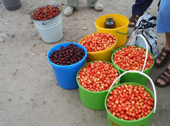В Камышине автобусы на дачи поедут с 11 апреля