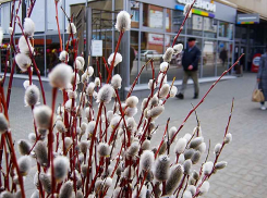 Под Камышином распустилась верба