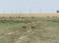 Россия и Казахстан продолжат вместе сохранять популяцию сайгака