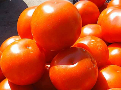 Известный волгоградский астролог назвала «критические» дни, когда ни в коем случае нельзя сажать рассаду