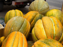 Камышинские бахчеводы все еще кормят земляков отменными дынями, но уже по 40 рублей за килограмм