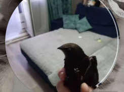 Как в Камышине группа «милых девочек» чуть не замучила до смерти стрижа со сломанным крылом