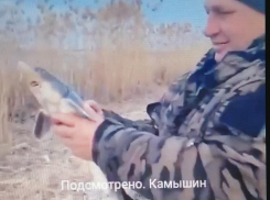 В соцсетях набирает просмотры ролик, как камышанин благородно выпускает в реку пойманного молодого осетра (ВИДЕО)