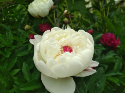 Синоптики не исключили грозу из своего прогноза для Камышина