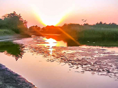 В Волгоградской области с сегодняшнего дня открылась охота, сколько уток можно добыть?