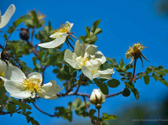 В выходные камышанам гарантирована летняя жара, но новые грозы на подходе (ВИДЕО)