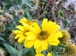 В Камышине северо-восточный ветерок немного охладит воздух 3 октября