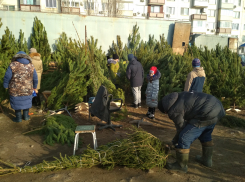 На зеленых базарах в Камышине ели составили реальную конкуренцию соснам