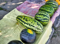 Камышане оценили «длинные» арбузы