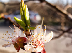 Распустившиеся абрикосы «разрешили» в Камышине настоящую весну
