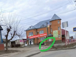 Камышане сфотографировали косулю, прогуливающуюся в новогодние дни по Камышину
