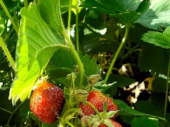 В Камышине фермеры начали нанимать работников «на клубнику» 