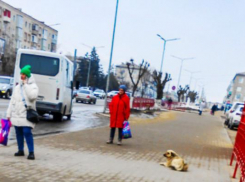 В Камышине чиновники в бюджете нашли деньги на отлов и стерилизацию... 11-ти бродячих собак?