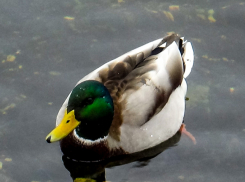 В Камышине набережная с утками стала фотозоной номер один поздней осенью