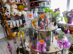 В цветочные павильоны Камышина перед 8 Марта можно водить экскурсии, такая здесь красота (ВИДЕО)