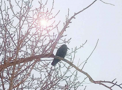 Пятница приходит в Камышин пасмурной и промозглой, но «плюс» понемногу укрепляется