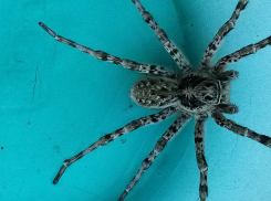 «Вчера у себя дома поймала это чудовище», - камышанка о членистоногом экземпляре