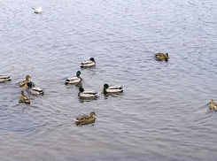  В Камышине 7 ноября прогнозируется хорошая погода, если не считать геомагнитного шквала