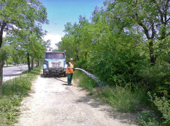 В Камышине неожиданно повезло молодым липам - их в жару полили!