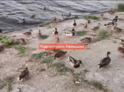 Камышане интересуются, не спасаются ли на наших берегах утки из горящего Заволжья