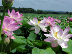 Раньше времени, из-за маловодья, распустились астраханские лотосы