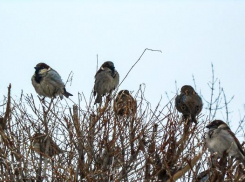 В Волгоградской области молодая начальница отделения почты получала пенсию мертвой пенсионерки