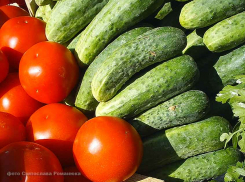 Камышинским овощеводам обещают господдержку в 12600 рублей на поливной гектар